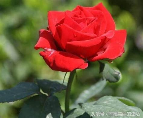 玫瑰花栽種|玫瑰花要怎麼種才會漂亮？ – 四大步驟讓你種出美麗玫瑰花